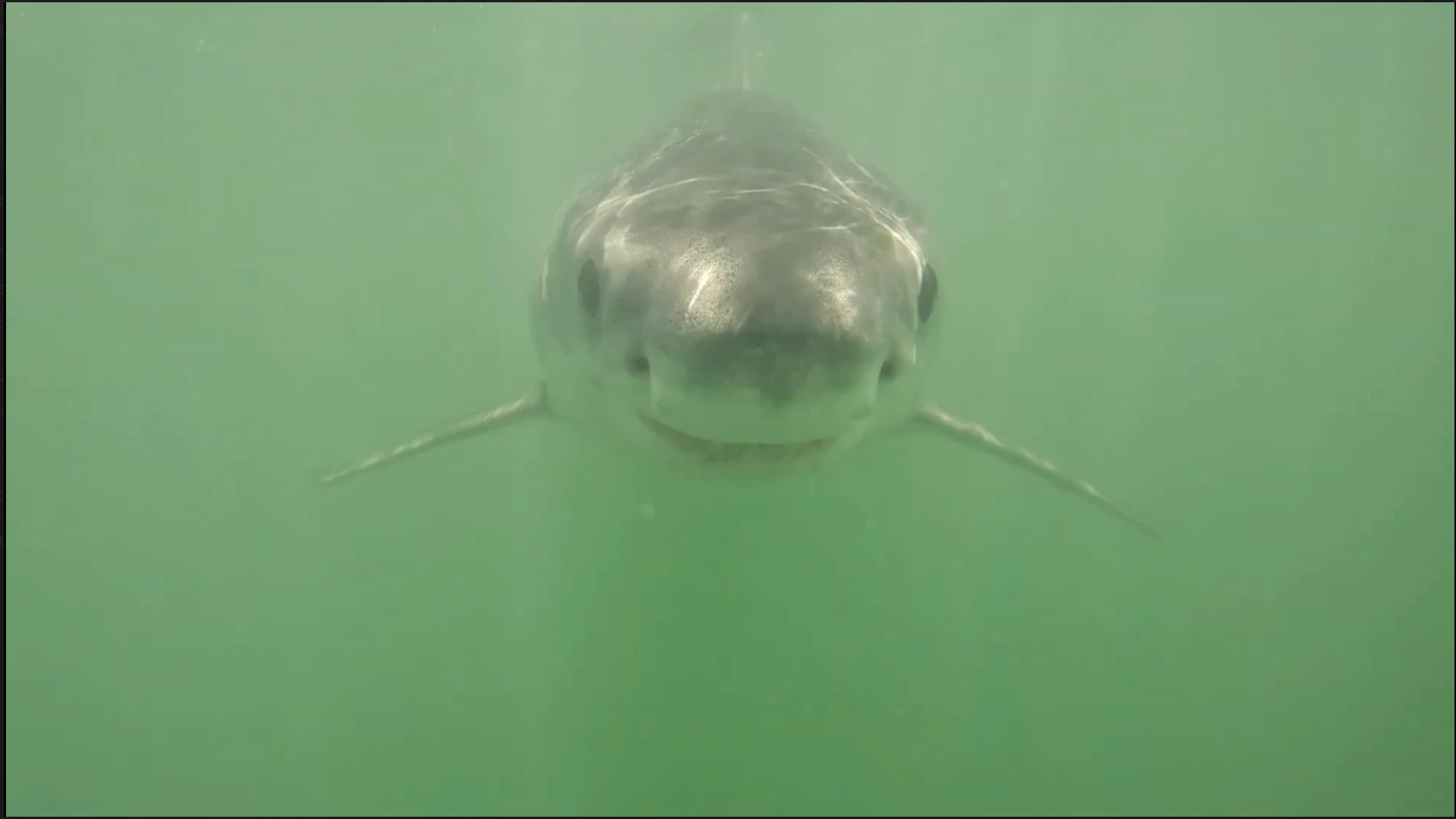 Great white shark filmed head-on underwater in Monterey Bay
